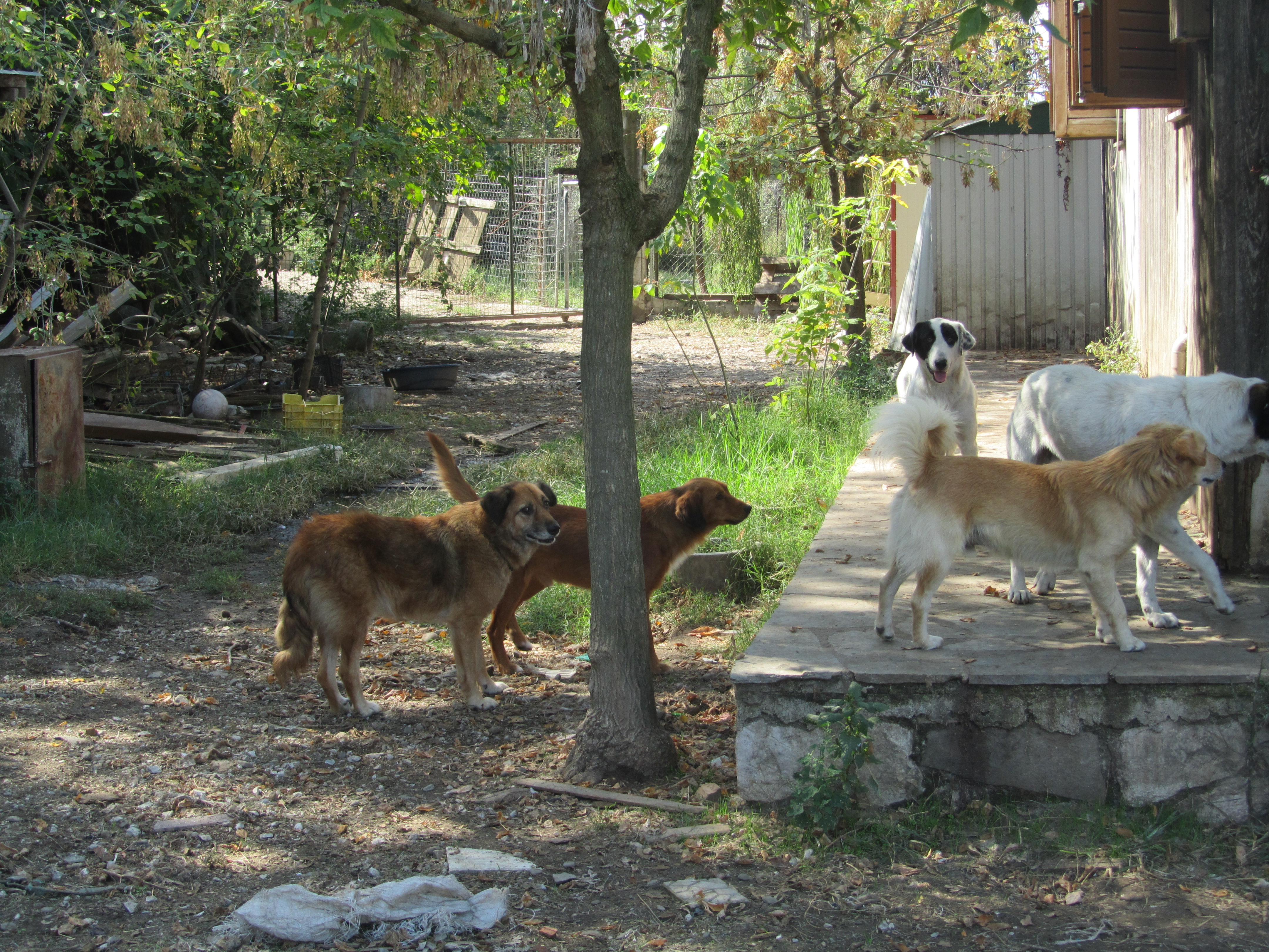 Das alte Tierheim Karditsa Tiere in Not Griechenland
